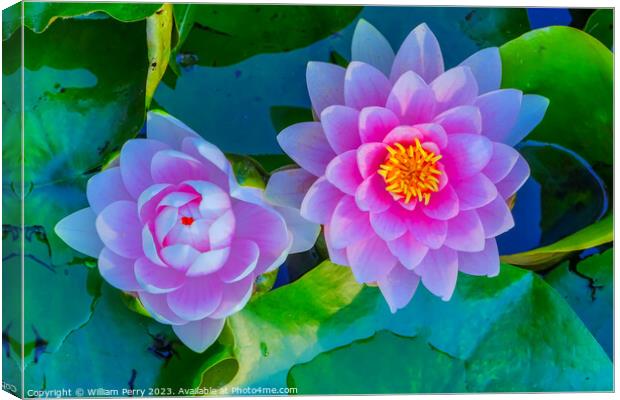 Pink Water Lily Pads Van Dusen Garden Vancouver British Columbia Canvas Print by William Perry