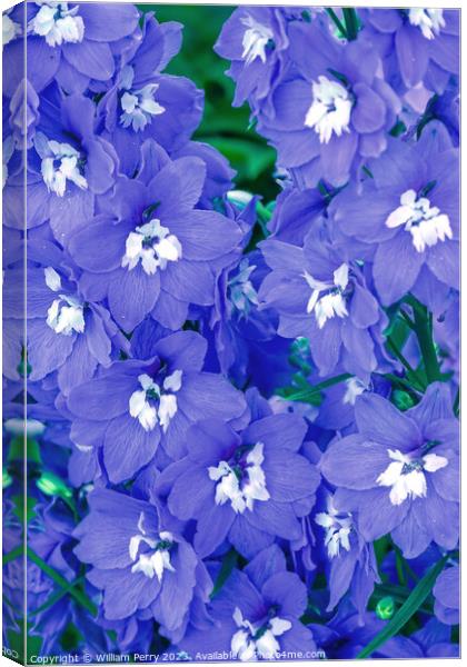 Blue Delphinium Larkspur Van Dusen Garden Vancouver British Colu Canvas Print by William Perry