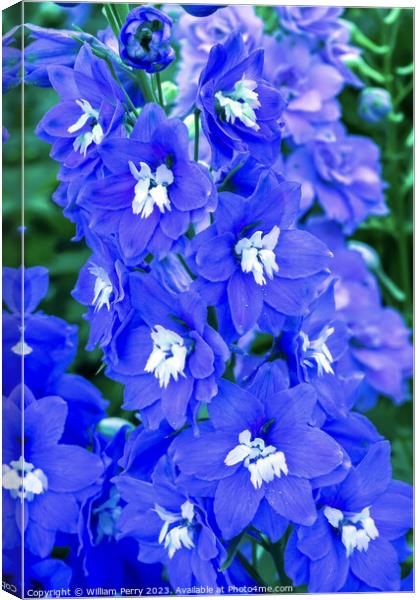 Blue Delphinium Larkspur Van Dusen Garden Vancouver British Colu Canvas Print by William Perry