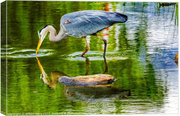 Great Blue Heron Pond Vanier Park Vancouver Canada Canvas Print by William Perry