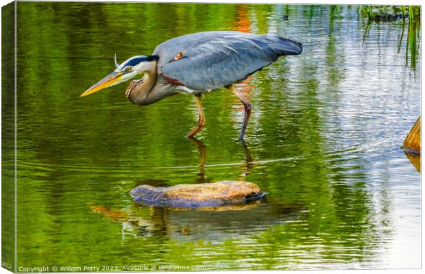 Great Blue Heron Pond Vanier Park Vancouver British Columbia Can Canvas Print by William Perry