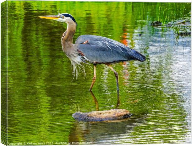 Great Blue Heron Pond Vanier Park Vancouver Canada Canvas Print by William Perry