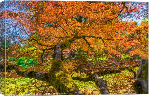 Red Orange Japanese Maple Tree Van Dusen Garden Vancouver Canada Canvas Print by William Perry