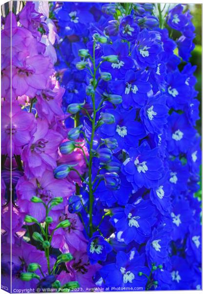 Pink Blue Delphinium Larkspur Van Dusen Garden Vancouver British Canvas Print by William Perry