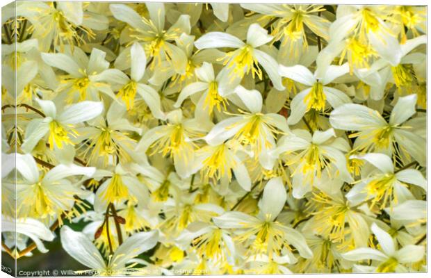 White Yellow California Fawn Lily Many Flowers Canvas Print by William Perry