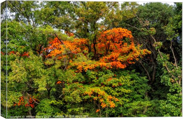 Orange Fall Leaves Autumn Tomb Habikino Osaka Japan Canvas Print by William Perry