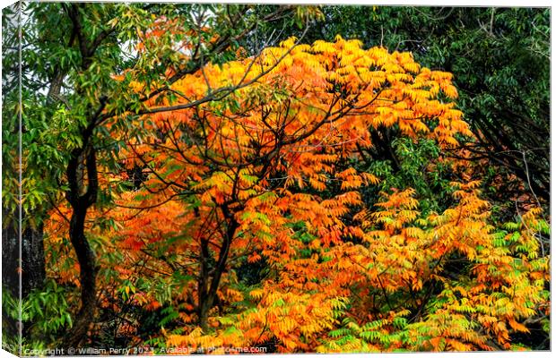 Orange Fall Leaves Autumn Tomb Habikino Osaka Japan Canvas Print by William Perry