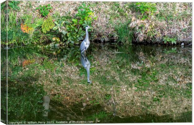 Grey Heron Tomb Water Reflection Habikino Osaka Japan Canvas Print by William Perry