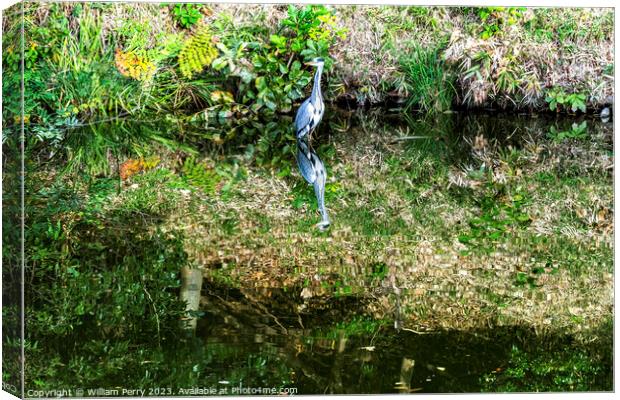 Grey Heron Tomb Water Reflection Habikino Osaka Japan Canvas Print by William Perry