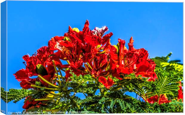 Red Flame Tree Flowers Honolulu Oahu Hawaii Canvas Print by William Perry