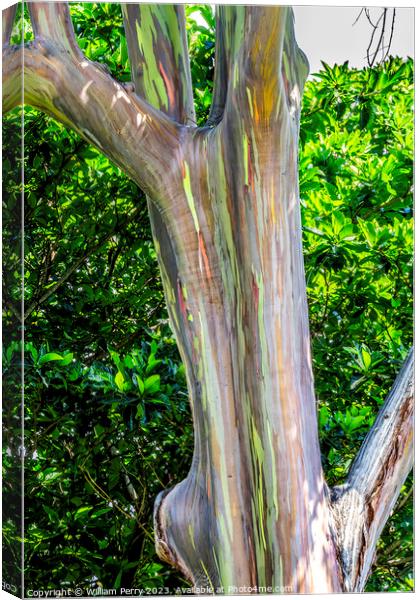 Colorful Rainbow Eucalyptus Gum Tree Honolulu Hawaii Canvas Print by William Perry