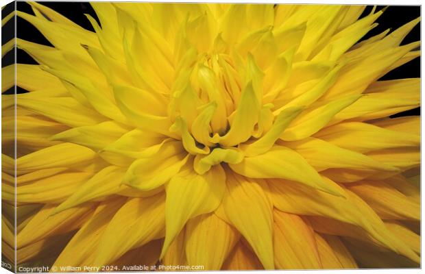 Yellow Giant AC Jeri Dahlia Flower Bellevue Washington Canvas Print by William Perry