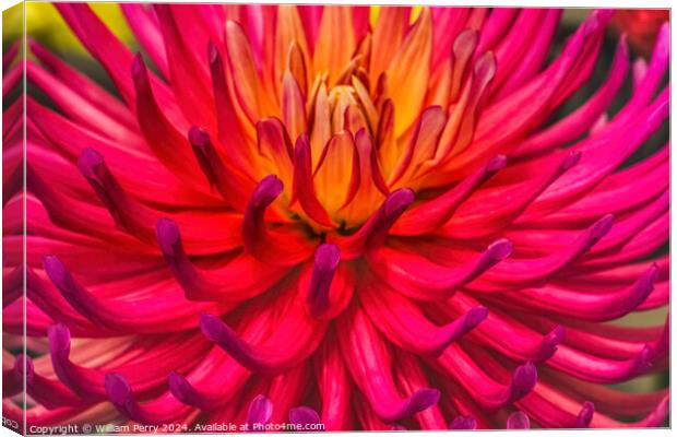 Pink Yellow AC Poke Cactus Dahlia Flower Bellevue Washington Canvas Print by William Perry