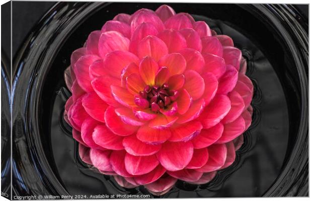 Pink Yellow Carmen Harper Grace Waterlily Dahlia Flower Canvas Print by William Perry