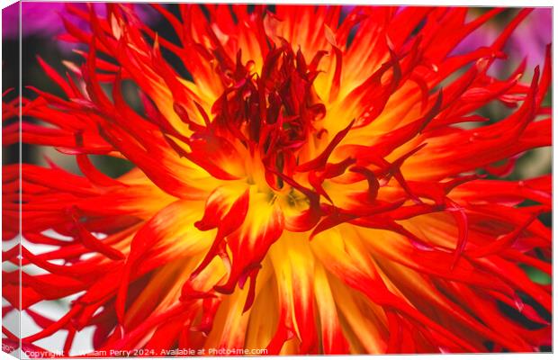 Flame Red Yellow Sandia Comanche Cactus Dahlia Flower  Canvas Print by William Perry