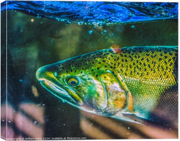 Chinook Salmon Close Up Issaquah Hatchery Washington State Canvas Print by William Perry