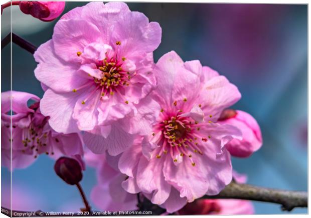 Pink Peach Blossom Blooming Macro Washington  Canvas Print by William Perry
