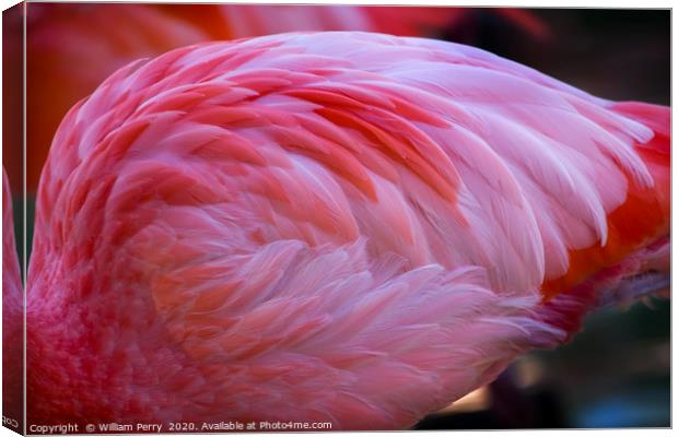 Pink Caribbean Flamingo Feathers Canvas Print by William Perry