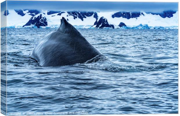 Humpback Whale Charlotte Harbor Antarctica Canvas Print by William Perry