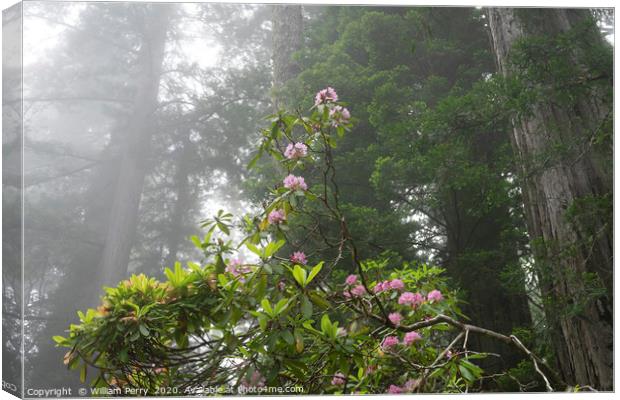Towering Redwoods Pink Rhododendron National Park  Canvas Print by William Perry