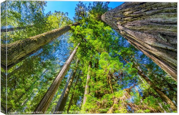 Tall Trees Towering Redwoods National Park Crescen Canvas Print by William Perry