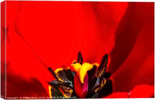 Red Darwin Tulip Blooming  Canvas Print by William Perry