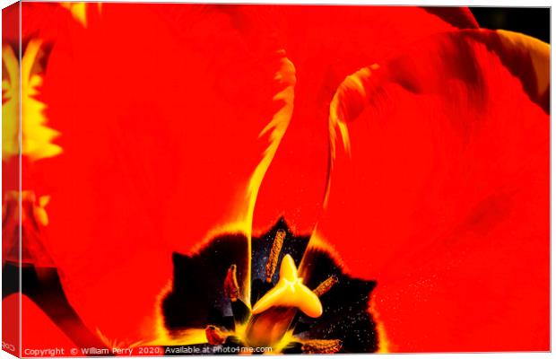 Red Yellow Tulip Blooming Canvas Print by William Perry