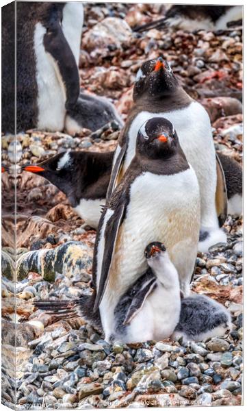 Gentoo Penguin Family Chick Yankee Harbor Antarcti Canvas Print by William Perry
