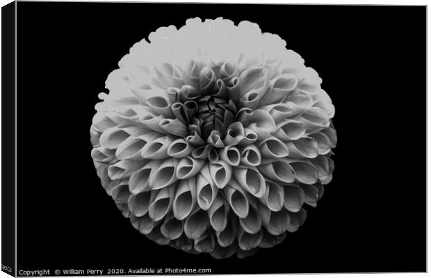 Black and White Pompom Dahlia Blooming Macro Canvas Print by William Perry