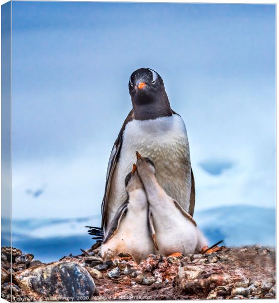 Gentoo Penguin Family Chicks Yankee Harbor Antarct Canvas Print by William Perry