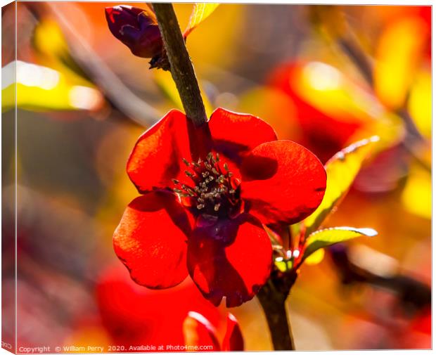 Maroon Red Atsuya Hamada Quince Blooming Macro Was Canvas Print by William Perry