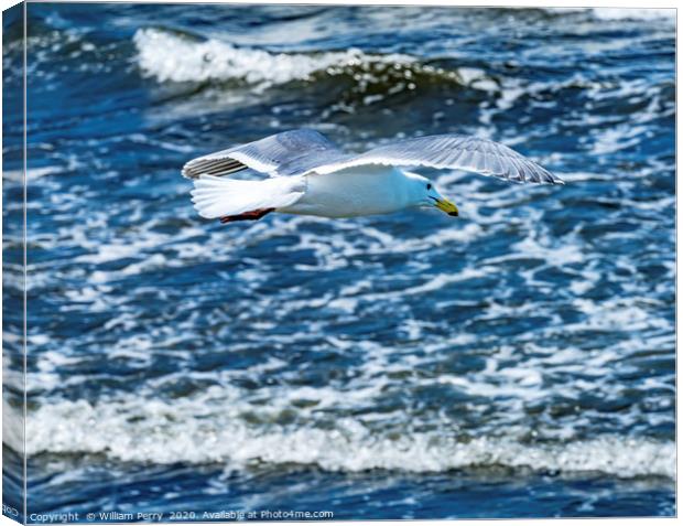 Seagull Flying Over Waves North Beach Park Edmonds Canvas Print by William Perry