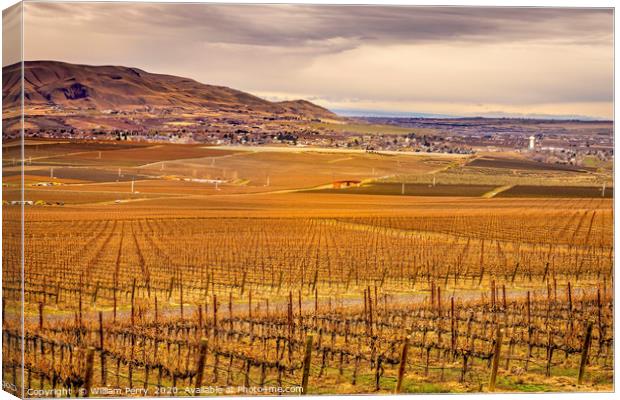 Winter Vineyards Red Mountain Benton City Washingt Canvas Print by William Perry