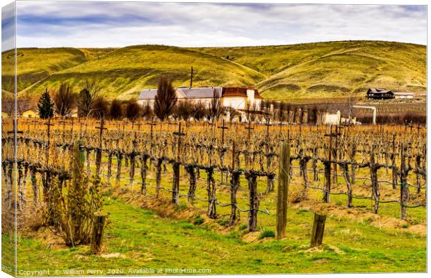 Winery Winter Vineyards Red Mountain Benton City W Canvas Print by William Perry