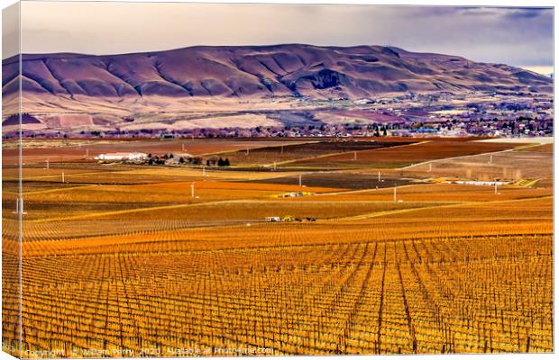 Winter Vineyards Red Mountain Benton City Washi Canvas Print by William Perry