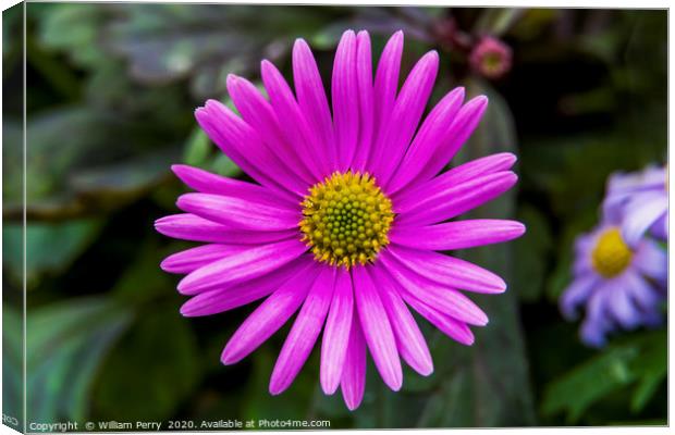 Pink Alpine Aster Blooming Macro Canvas Print by William Perry