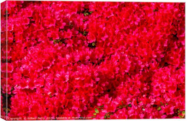 Red Encore Azalea Flowers Blooming Macro Canvas Print by William Perry