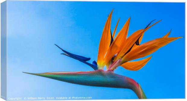 Orange Blue Bird of Paradise Easter Island Chile Canvas Print by William Perry