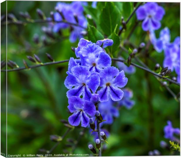 Blue Verbena Blooming Macro Canvas Print by William Perry