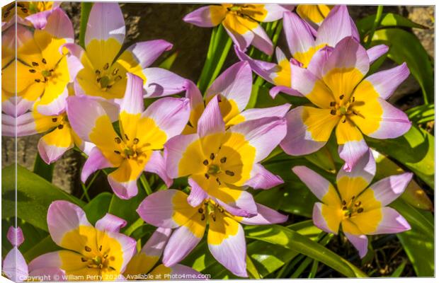 Pink Yellow Tarda Tulips Blooming Macro Canvas Print by William Perry