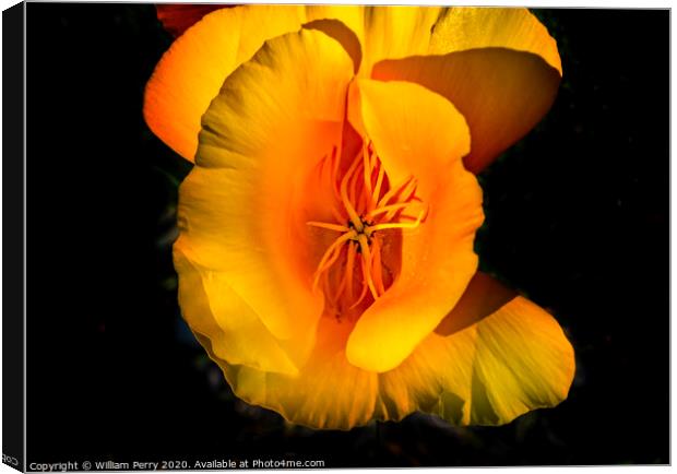 Golden California Poppy Blooming Macro Canvas Print by William Perry