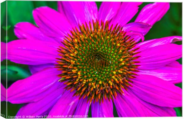 Eastern Purple Coneflower Blooming Macro Canvas Print by William Perry