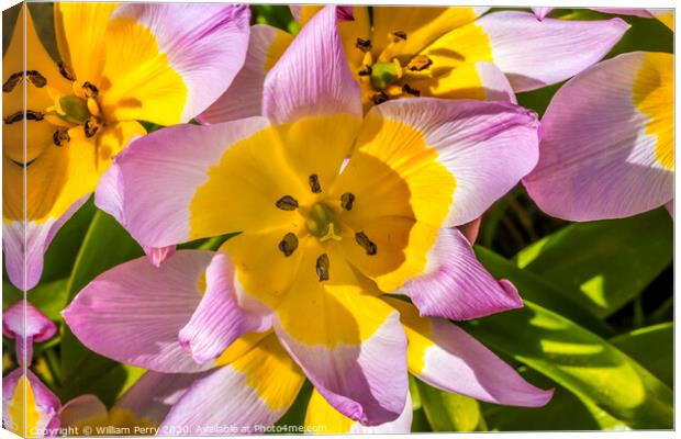 Pink Yellow Tarda Tulips Blooming Macro Canvas Print by William Perry