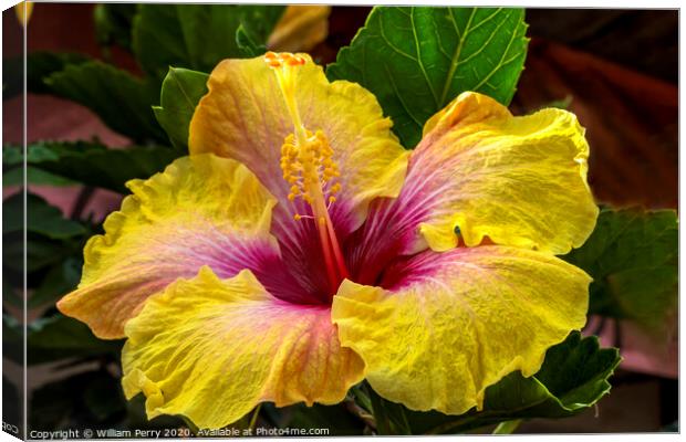 Golden Yellow Pink Tropical Hibiscus Flower Easter Island Chile Canvas Print by William Perry