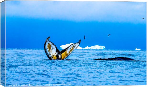 Humpback Whales Tail Water Charlotte Harbor Antarctica Canvas Print by William Perry