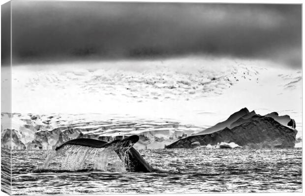 Black and White Humpback Whale Tail Water Charlotte Harbor Antarctica Canvas Print by William Perry