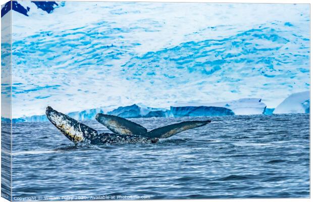 Two Humpback Whales Blue Iceberg Water Charlotte Harbor Antarcti Canvas Print by William Perry
