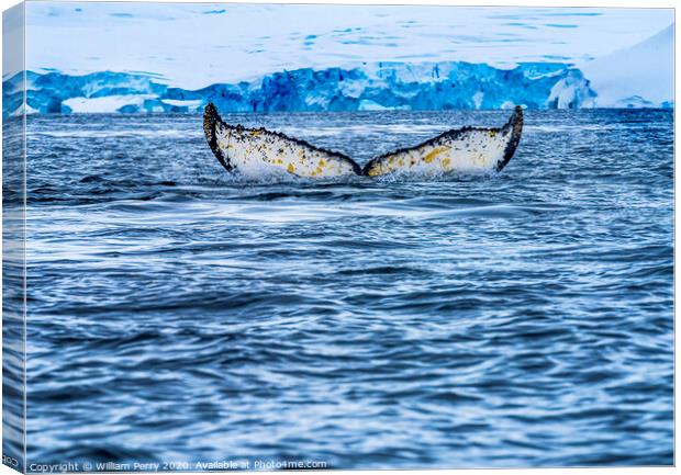 Humpback Whale Tail Charlotte Harbor Antarctica Canvas Print by William Perry