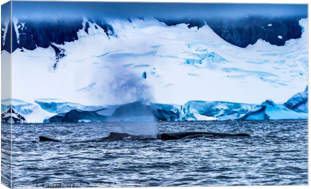 Humpback Whales Breathing Glaciers Charlotte Harbor Antarctica Canvas Print by William Perry