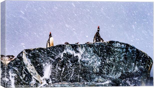 Snowing Gentoo Penguins Crying Rookery Mikkelsen Harbor Antarctica Canvas Print by William Perry